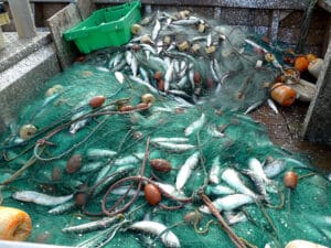 Grobe Schätzung der Fischer: Ein Fang von etwa 400 Kilo