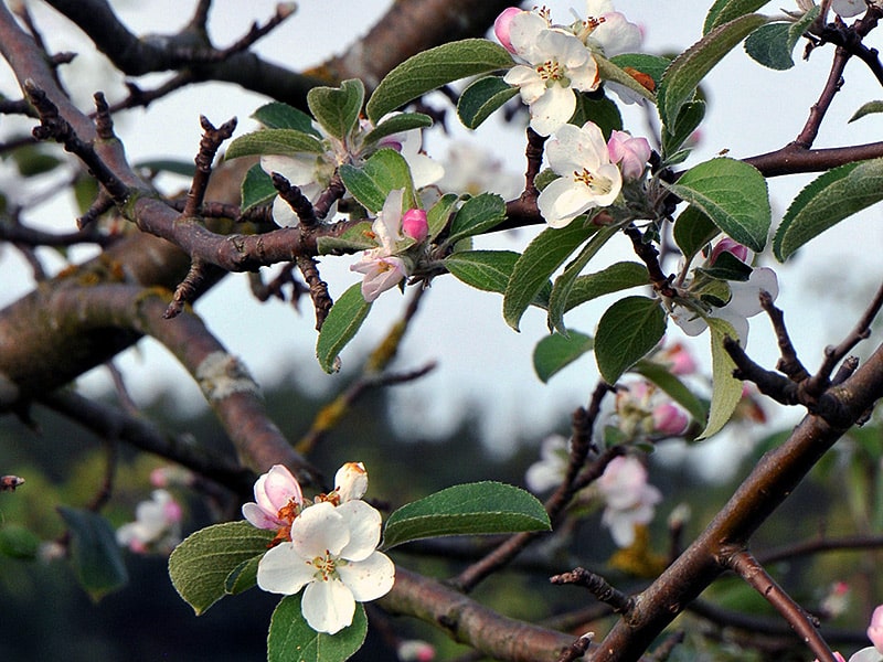 Apfelblüte in der Hersbrucker Schweiz - Wird daraus auch Saftkonzentrat?