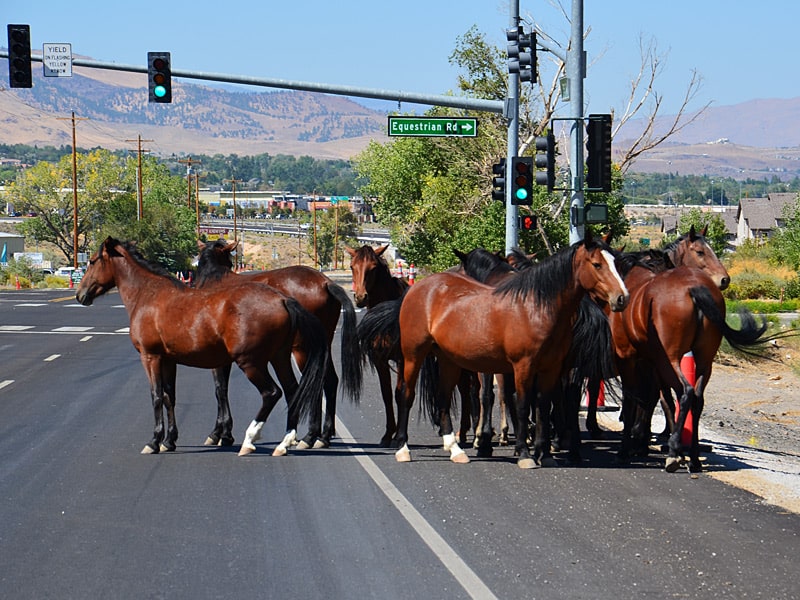 Wilde Pferde an der Ampel vor Reno