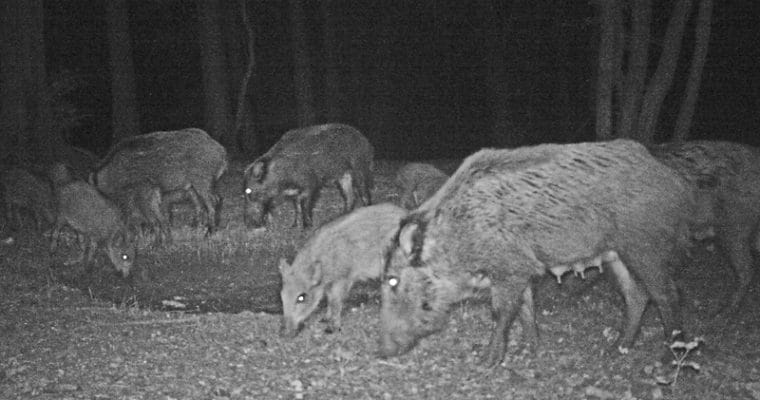 Streit um Wildschweinplage im Wald