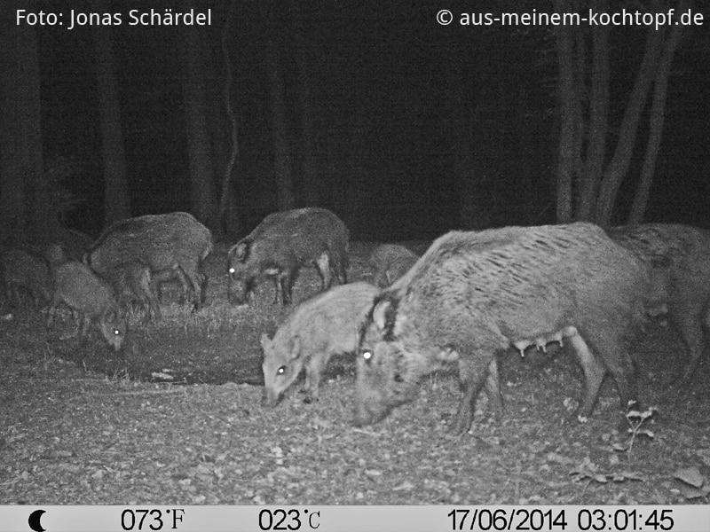 Wildschweinplage. Teil einer größeren Wildschweinrotte im Juni