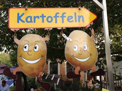 Natürlich wachsen auch Kartoffeln in der Gegend von Krautostheim