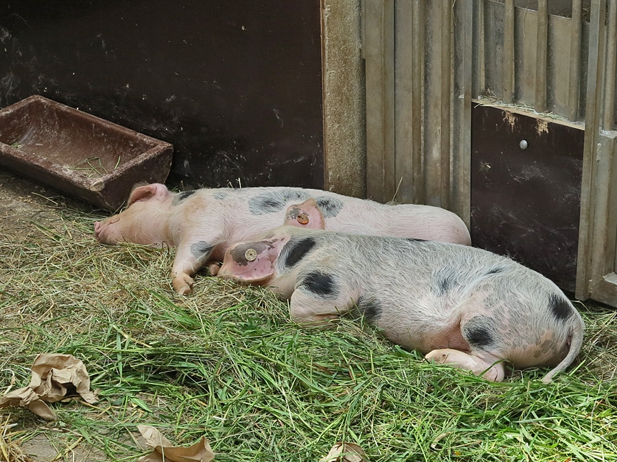 Glückliche Schweinchen mit ihren Schweinebäckchen
