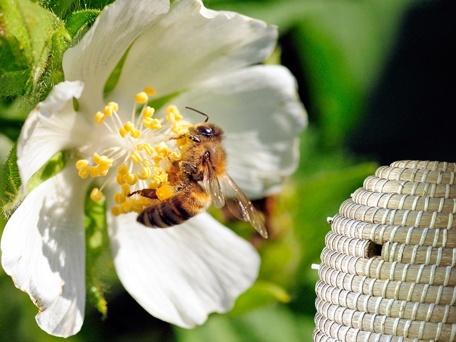 GenussErbe: Geschützte Produkte mit EU-Siegel - Biene mit Bienenstock - Fotomontage