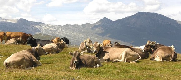 Foto: Kohlbeck - Auszeit auf der Schweizer Alp