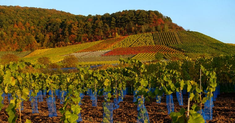 Goldener Oktober in Weinfranken