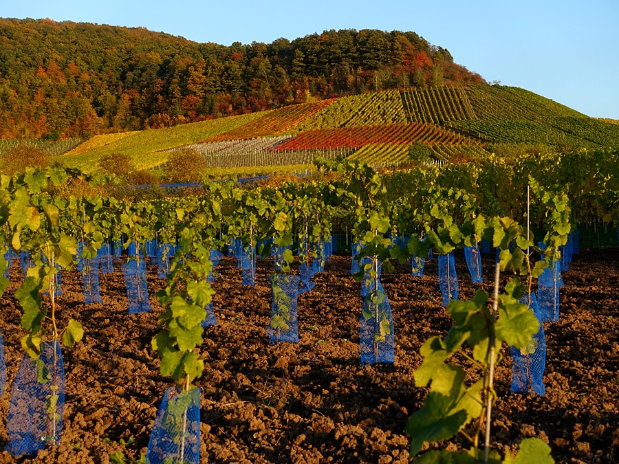 Kunterbunte Flächen - Goldener Oktober in Weinfranken