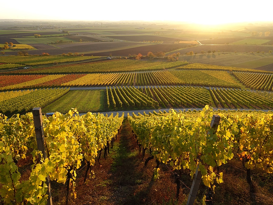 Sonnenuntergang. Der Goldene Oktober in Weinfranken macht seinem Namen alle Ehre