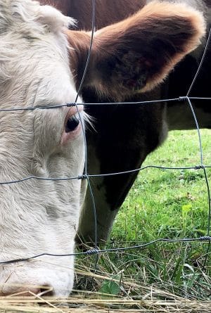 Kühe haben manchmal hübsche Wimpern. Und können damit auch klimpern ;-)