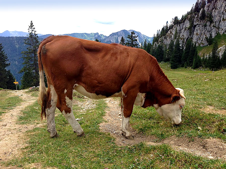 Simmentaler Rind in den bayerischen Alpen