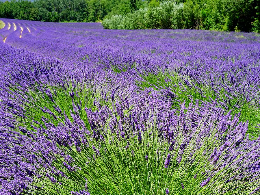 Es ist doch nicht alles Roséwein. Lavendelfeld in der Provence - Foto:Pixabay