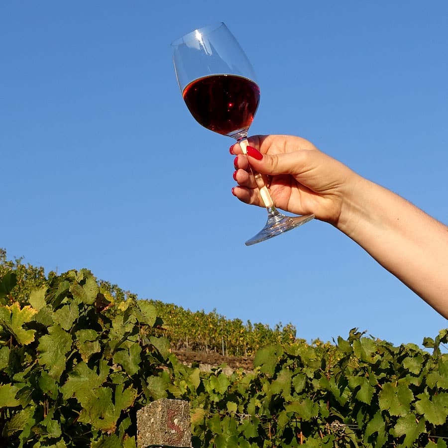 Im Weinberg in Diesbar-Seußlitz