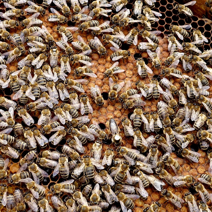 Carnica Bienen! Zu Gast beim Imker Herbert Zwischenbrugger in Dellach im Gailtal