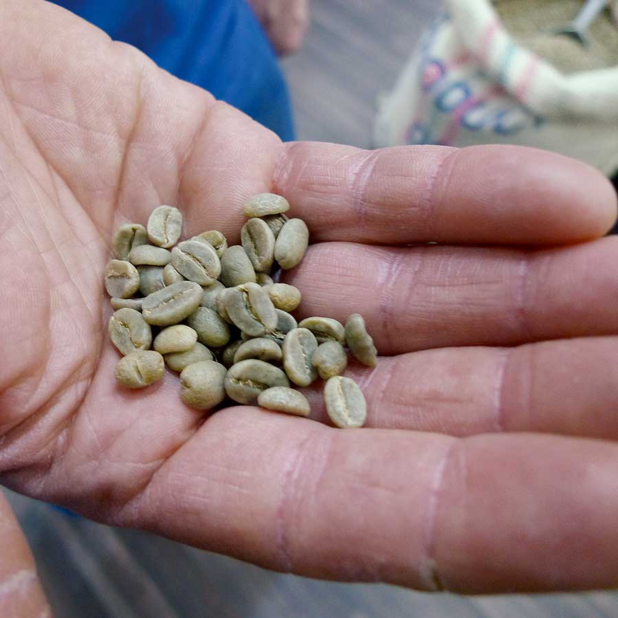 Noch kein Kaffeegenuss: Kaffeebohnen, roh und ungeröstet