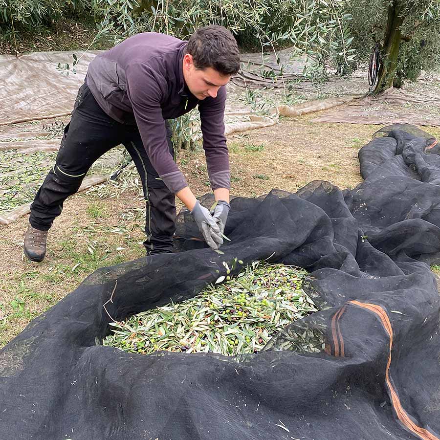 Olivenernte am Gardasee im Oktober