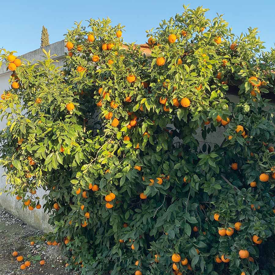 Orangen gibt es in Drepano überall. Auch als Wildwuchs
